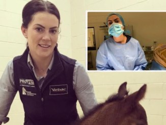 Suntik Ubat Penenang Kuda Kepada Rakan, Doktor Veterinar Dipecat