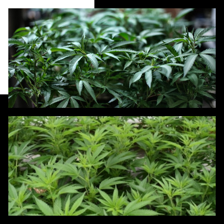 Thailand Akan Haramkan Ganja Untuk Rekreasi