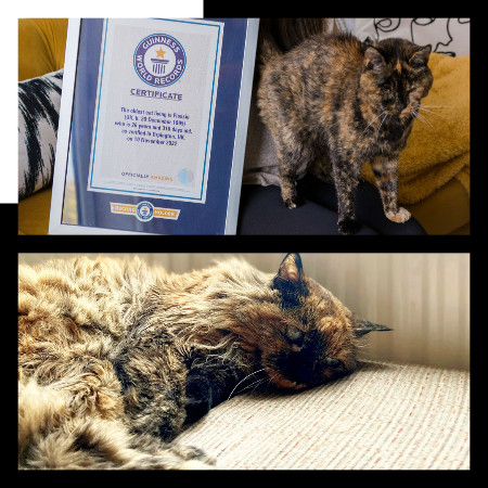 Kucing Tertua Dunia Mati Usia 33 Tahun