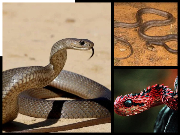 Setiap 6 Minit Seorang Maut Akibat Gigitan Ular