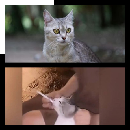 Paksa Kucing Merokok