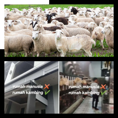 Rumah Dua Tingkat Rupanya Kandang Biri-Biri