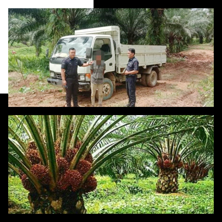 Lelaki Ditahan Kerana Curi Buah Kelapa Sawit