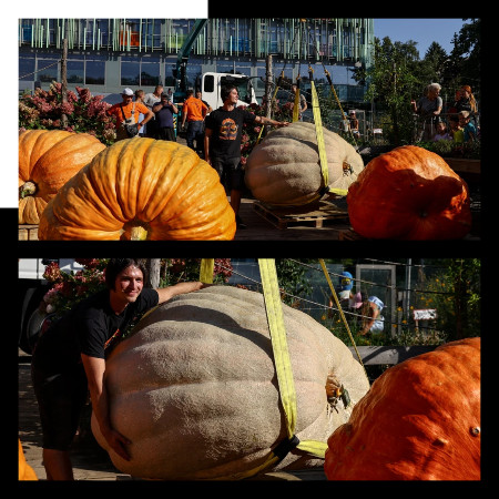 Labu Gergasi Seberat Lembu Jantan