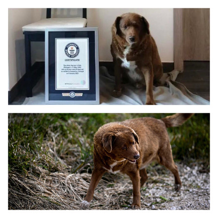 Anjing Tertua Di Dunia Dilapor Mati