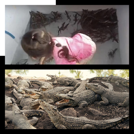 Budak 4 Tahun Bermain Dengan 200 Anak Buaya Budak 4 Tahun Bermain Dengan 200 Anak Buaya